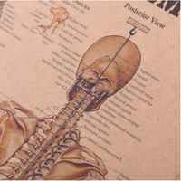 affiche-anatomie-humaine-vintage