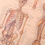 affiche-anatomie-humaine-vintage