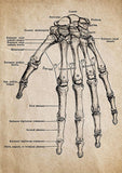 tableau-crane-anatomique-vintage
