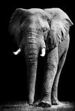 affiche-de-peinture-sur-toile-delephant-sauvage-dafrique