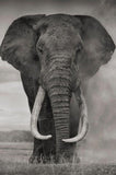 affiche-de-peinture-sur-toile-delephant-sauvage-dafrique